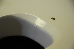 2007 Gibson Custom Shop EDS-1275 SG Double Neck Electric Guitar White